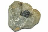 Detailed Proetid (Gerastos) Trilobite Fossil - Morocco #325854-1